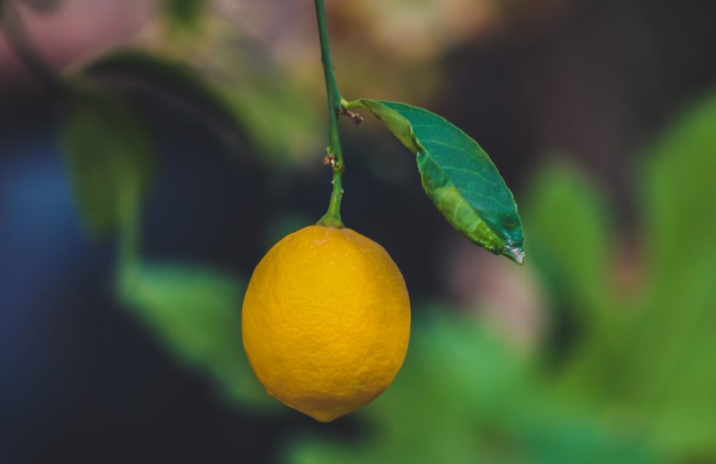 citronnier perd ses feuilles