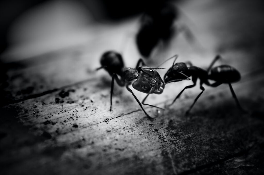 repulsif fourmis