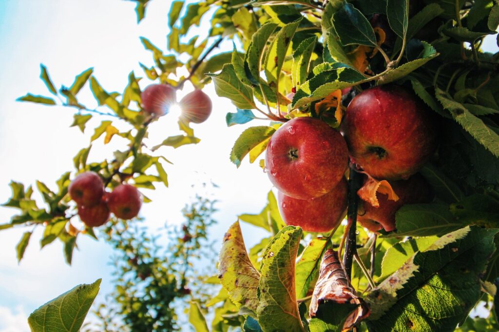 pommier