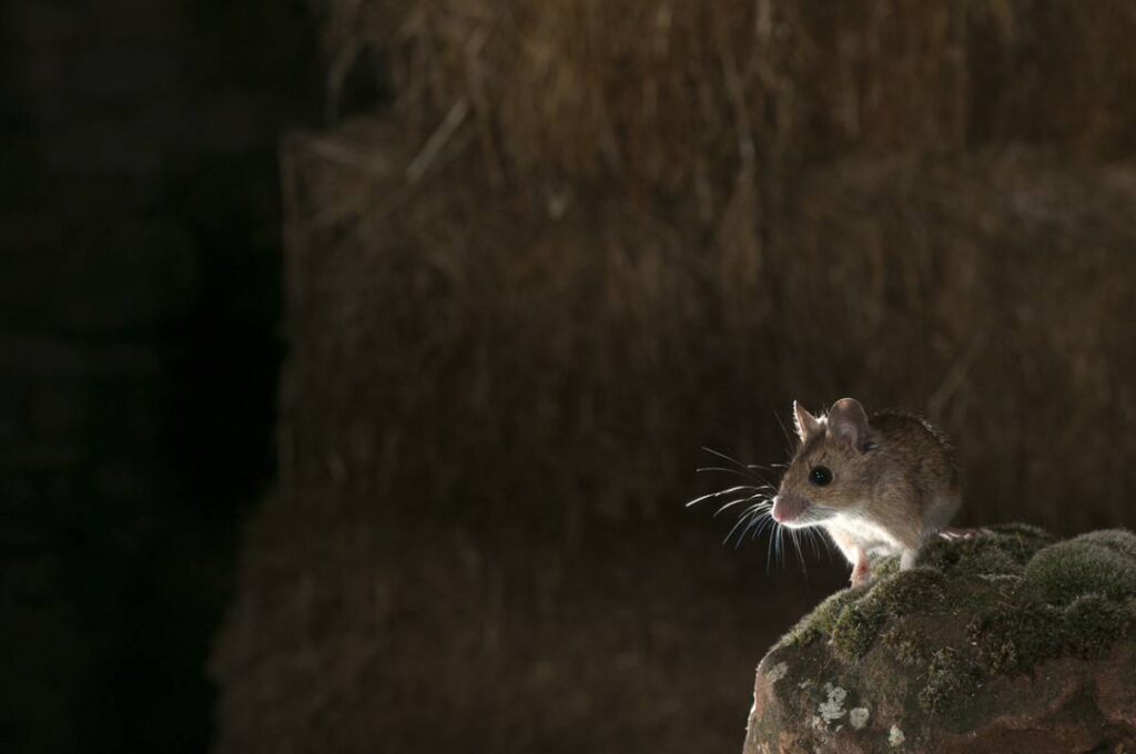 debarrasser rats souris